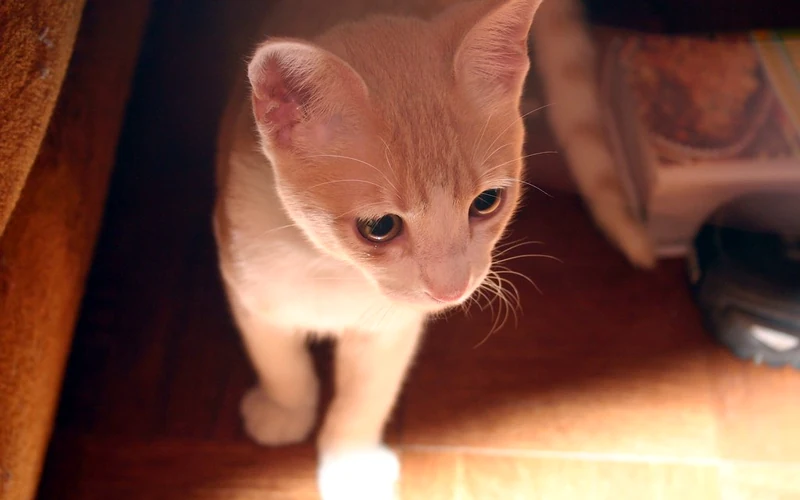 Jeune chat mâle roux et blanc observé en intérieur