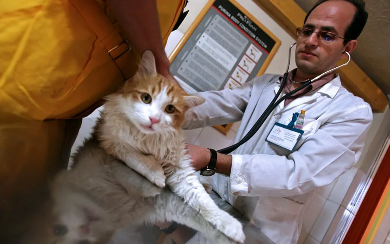 Chat examiné par un vétérinaire en clinique