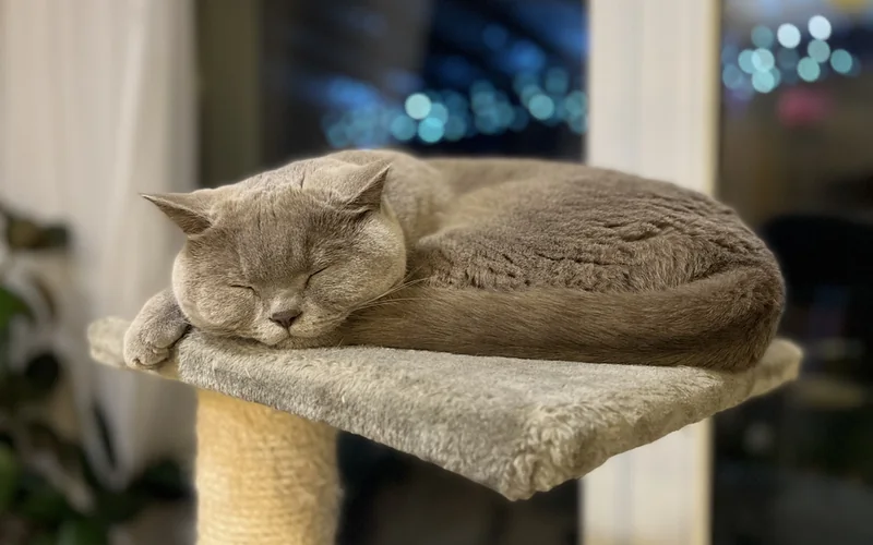 Chat allongé sur la plateforme d’un arbre à chat