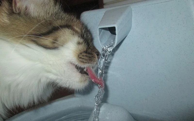 Chat buvant de l’eau à une fontaine