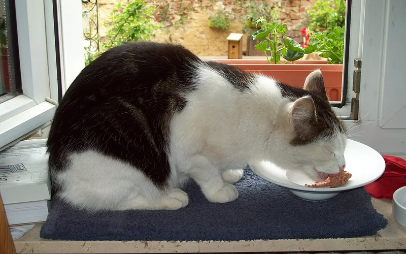 Chat mangeant une portion de nourriture humide dans une assiette