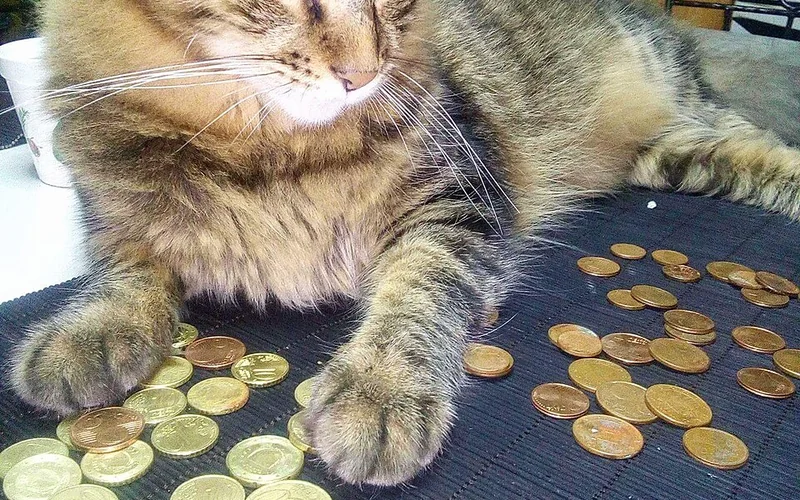 Chat près de pièces de monnaie illustrant le budget