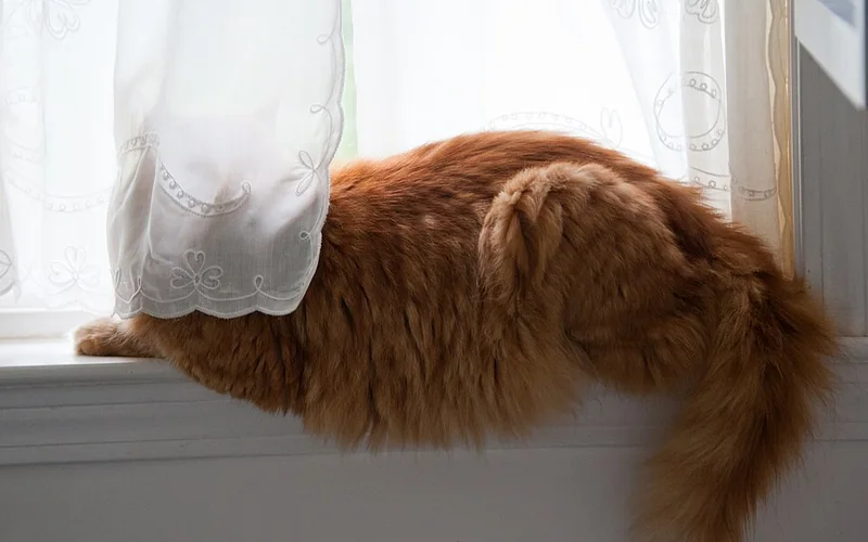 Chat caché derrière un rideau près d’une fenêtre