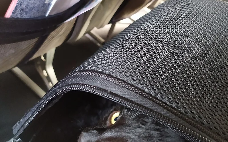 Chat installé dans une caisse de transport ventilée