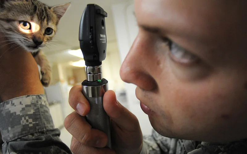 Chaton examiné avec un ophtalmoscope lors d’une consultation vétérinaire