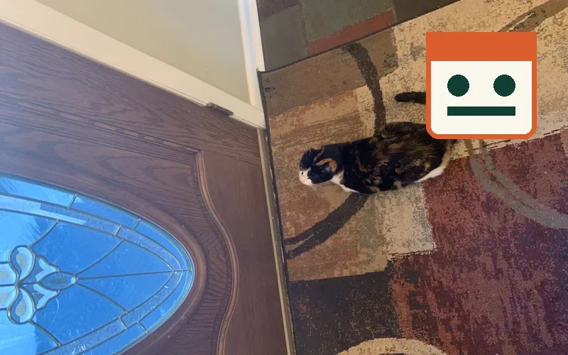 Chat en attente devant une porte avec un repère de calendrier