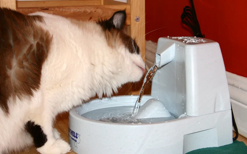 Chat utilisant une fontaine à eau électrique