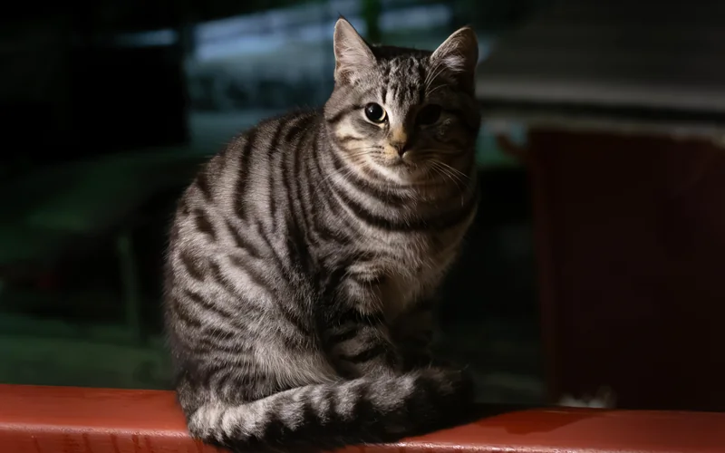 Chat éveillé et attentif dans l’obscurité