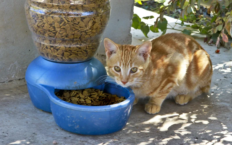 Chat arrêté devant sa gamelle sans manger