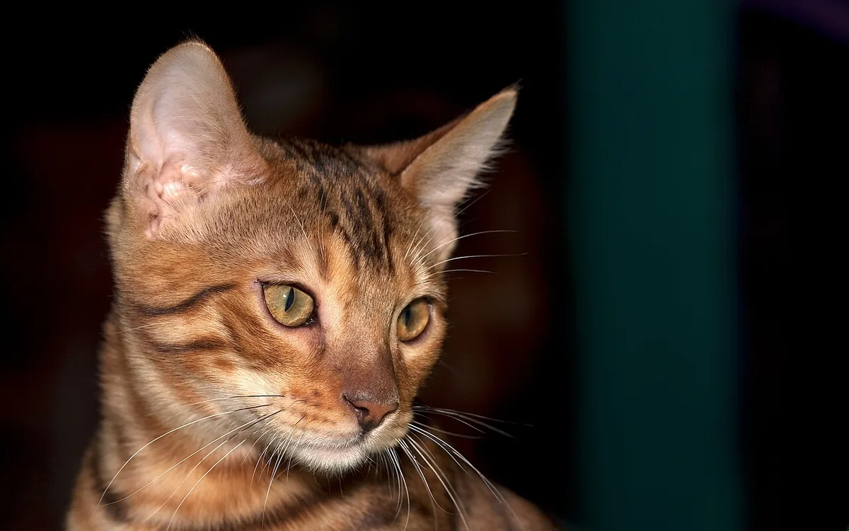 Bengal au pelage tacheté