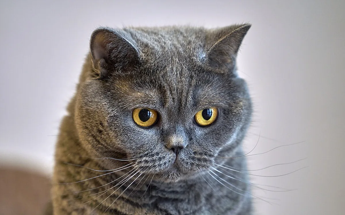 British Shorthair gris aux yeux dorés