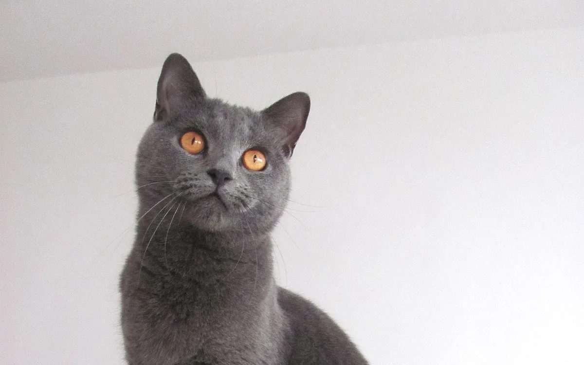 Chartreux au pelage bleu et aux yeux cuivrés