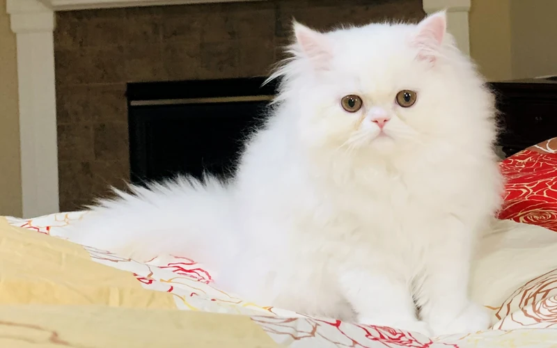 Chat Persan blanc à la fourrure longue et dense