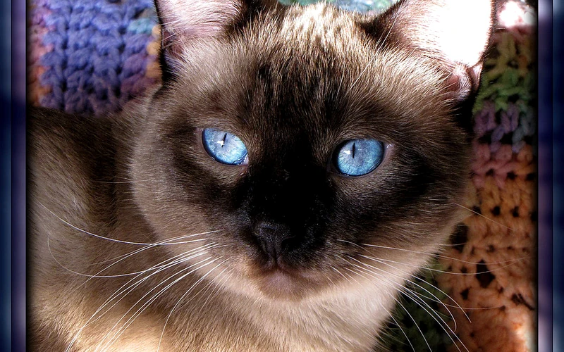 Portrait de chat siamois aux yeux bleus