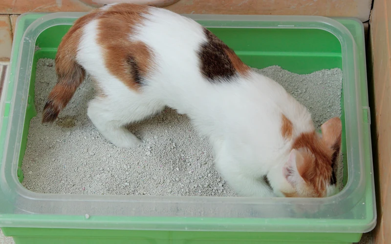 Chat tricolore dans un bac à litière ouvert