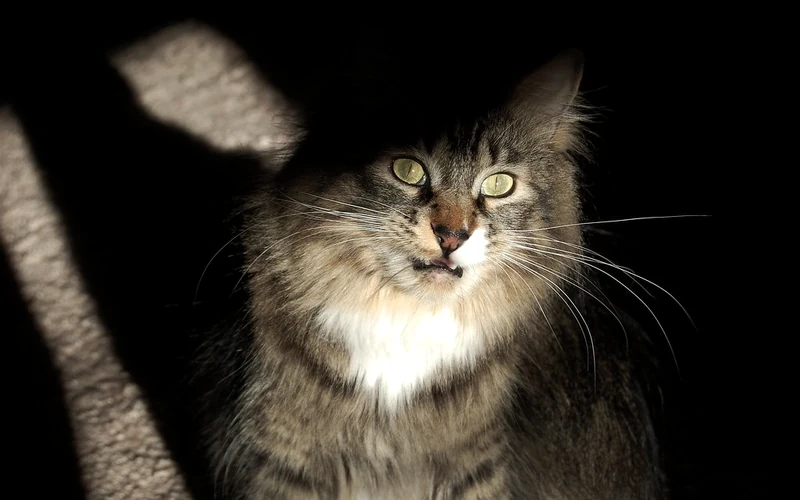 Chat au pelage long avec la bouche légèrement entrouverte