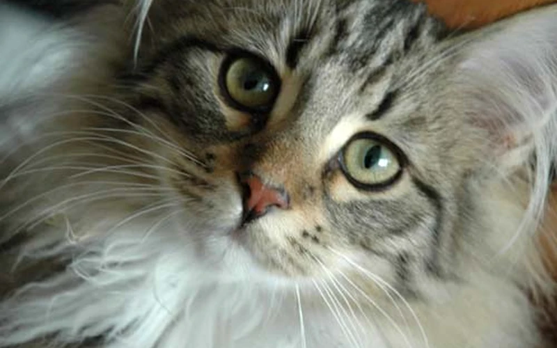 Portrait rapproché d’un chat Norvégien au pelage long