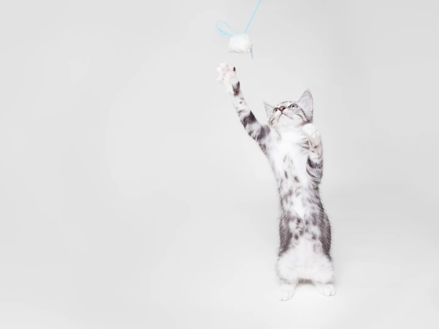 Chaton gris jouant avec un jouet suspendu sur fond blanc