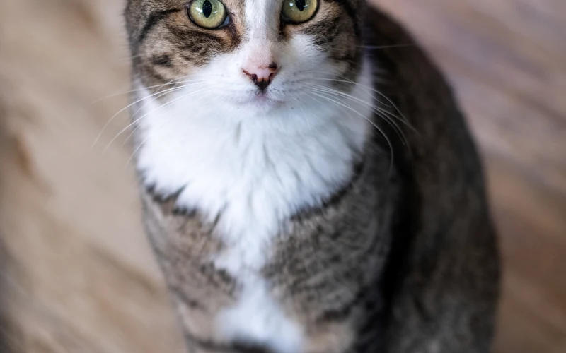Chat tigré gris et blanc assis dans un intérieur