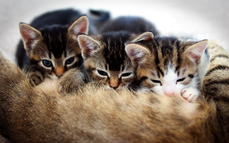 Plusieurs jeunes chatons réunis contre leur mère
