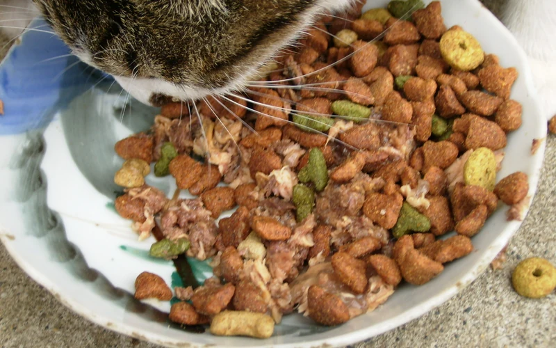 Chat mangeant des croquettes dans une gamelle