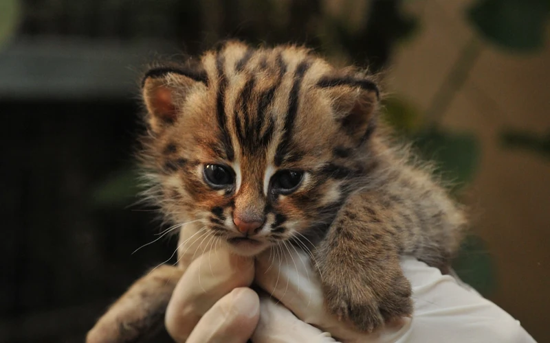 Chaton tenu avec précaution par une main gantée lors de soins