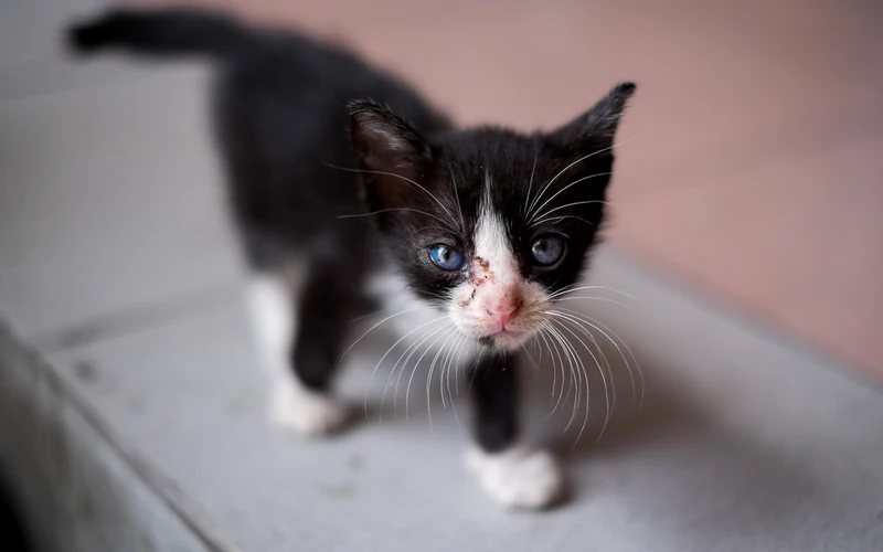 Très jeune chaton noir et blanc aux yeux bleus ouverts