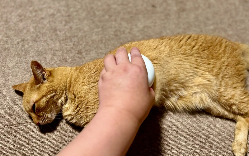 Chat roux brossé avec un accessoire anti-poils