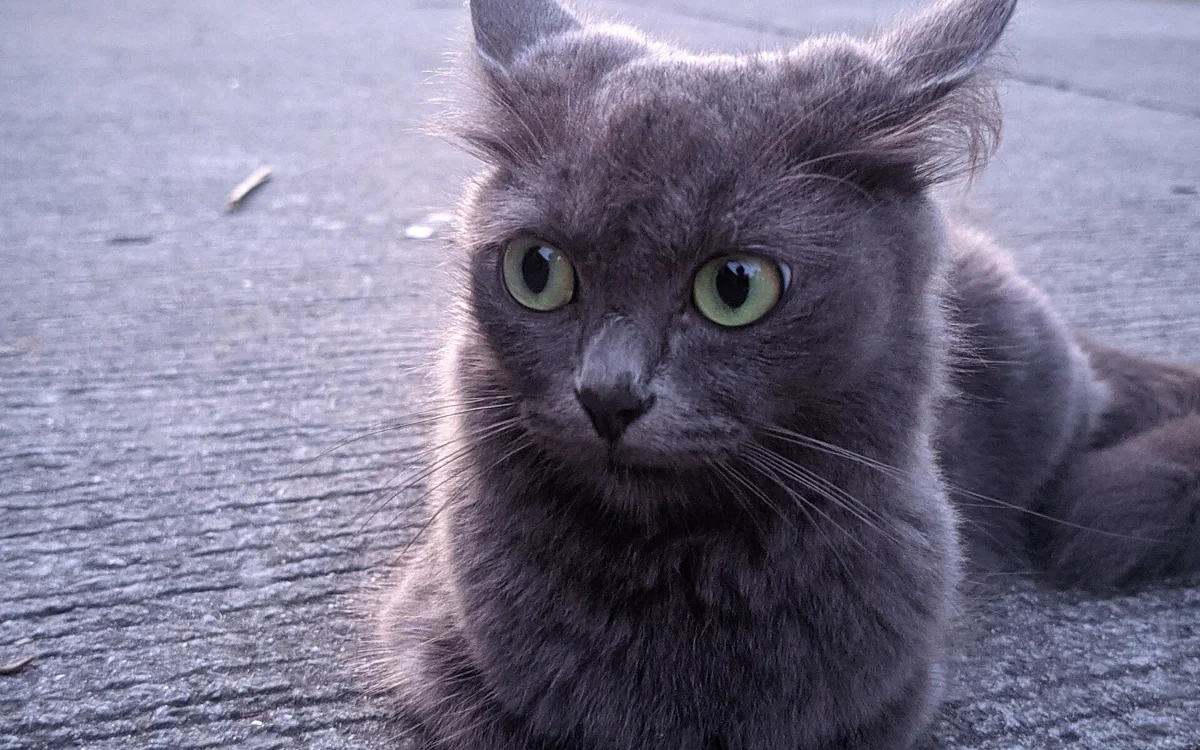 Chat gris à poil long observé dans la rue