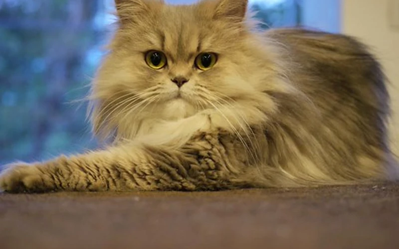 Grand chat Persan gris à la fourrure longue et dense