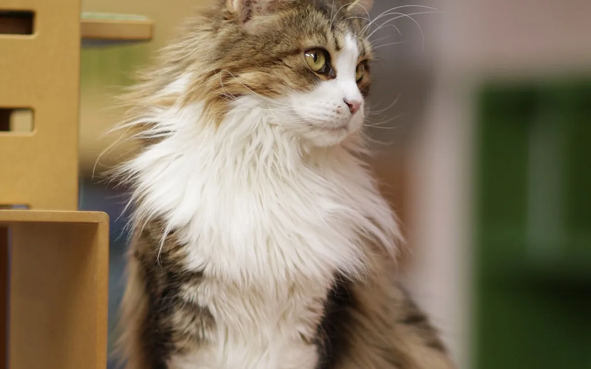 Maine Coon au pelage mi-long observant son environnement