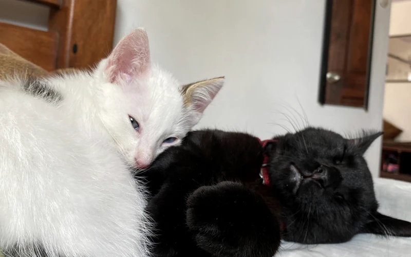 Chats reposant ensemble, dont un porte un collier rouge