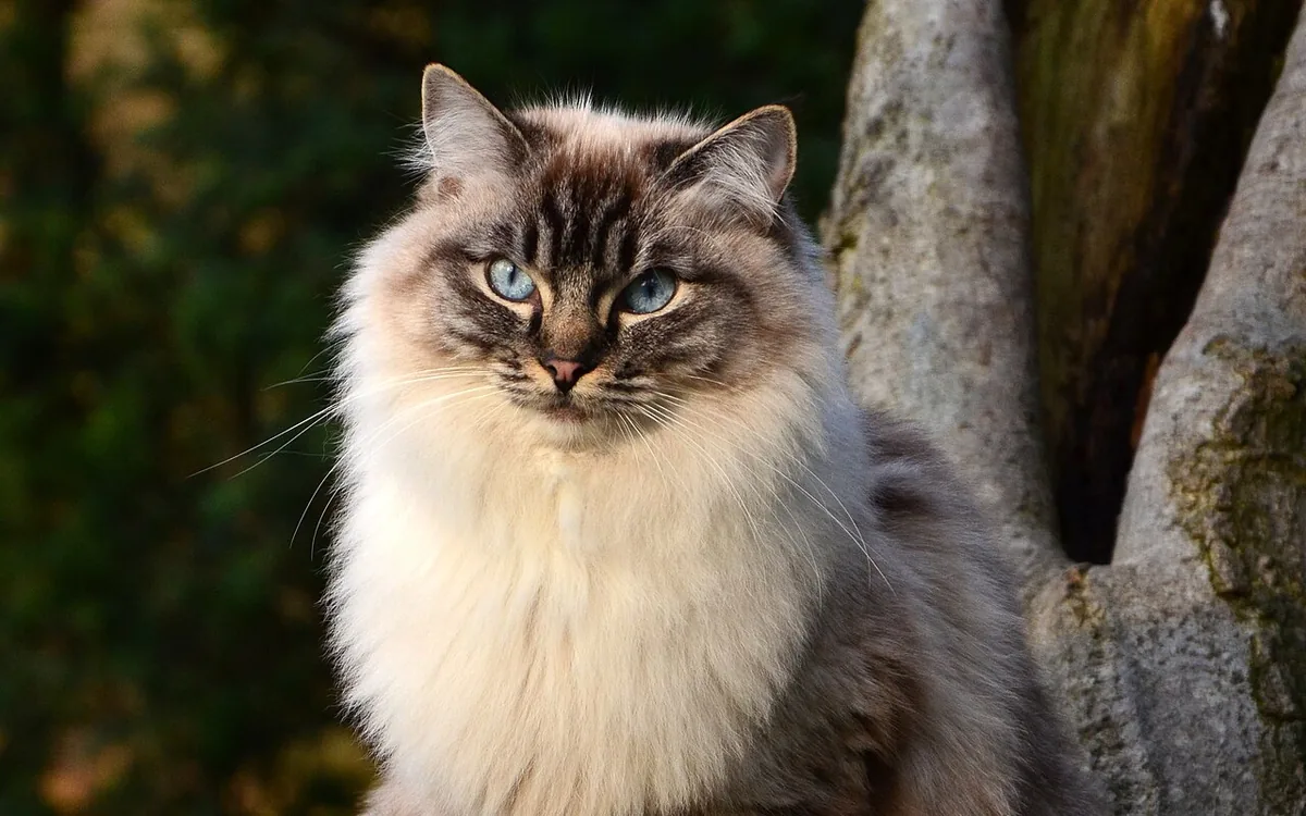 Ragdoll aux yeux bleus